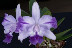 Laeliocattleya Moonlight Dream Moonlight Kiss AM/AOS 82 pts.